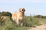 GOLDEN RETRIEVER 116
